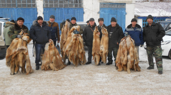 В Каменском районе охотоведы провели отстрел 150 лис