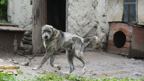 Село в Воронежской области объявили неблагополучным по бешенству животных