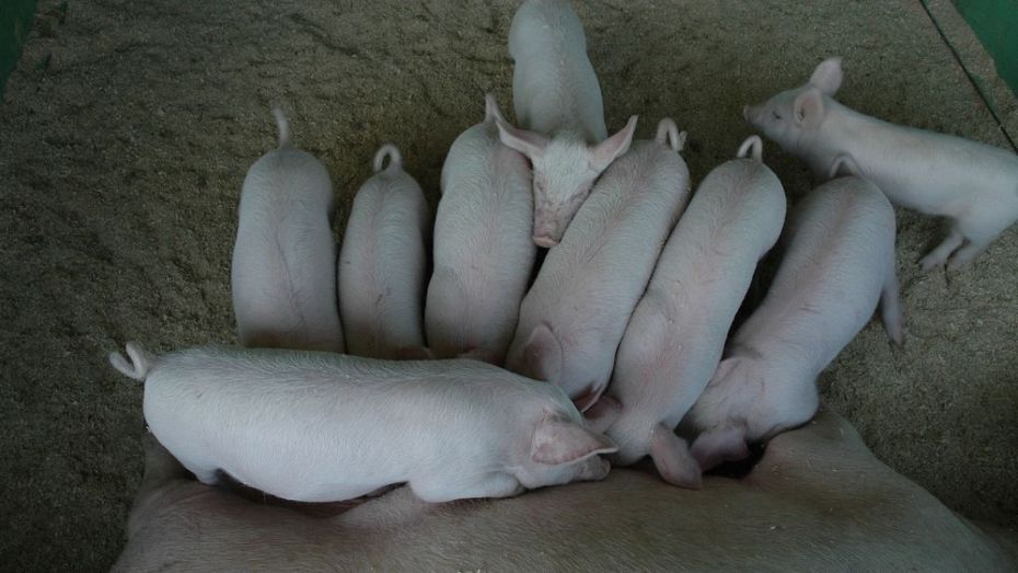 Воронежская область вошла в число лидеров по производству свинины 