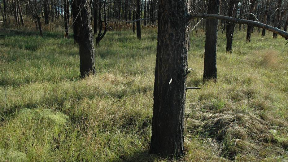 В лесу под Воронежем нашли тело покончившего с собой мужчины