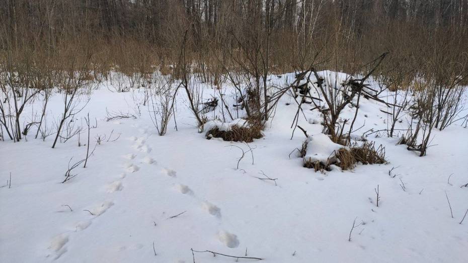 Бобры в Воронежском заповеднике оказались под угрозой хищников