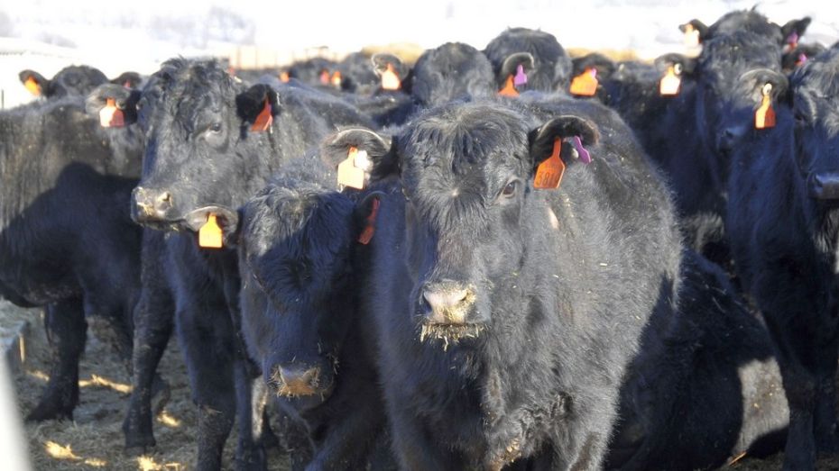 Воронежский племзавод создаст крупный центр продаж элитных коров