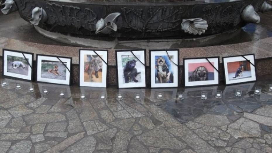 Завтра в Воронеже зоозащитники будут собирать подписи против убийства бездомных собак