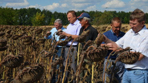 На агросеминаре в Верхнемамонском районе показали 86 гибридов подсолнечника и 98 кукурузы