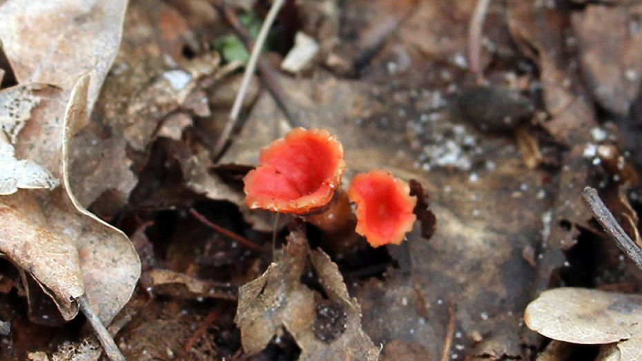 В Воронежском заповеднике нашли ярко-алые грибы