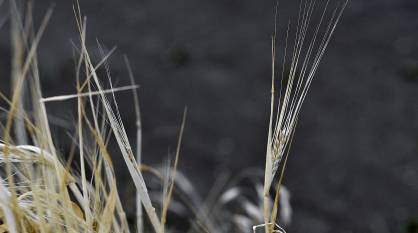 Рекордный урожай пшеницы и ячменя собрали в Воронежской области