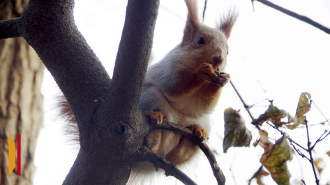 В Воронежской области похолодает до +2 градусов