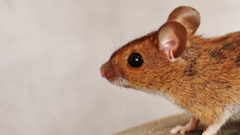 В воронежском заповеднике поймали самую большую за последние 40 лет мышь