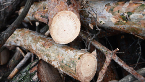 Жителю Воронежской области грозит до 7 лет лишения свободы за 33 спиленных дерева