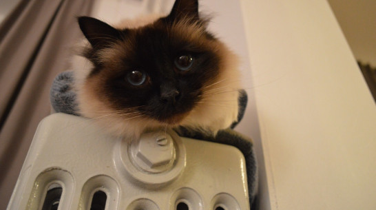 Власти объяснили рост платы за тепло в квитанциях воронежцев