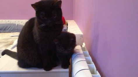 Коммунальщики вернули тепло в 54 дома в Коминтерновском районе Воронежа