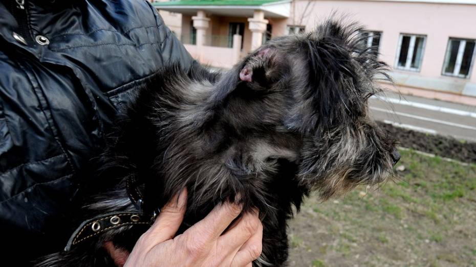Спасенную воронежцами собаку Малышку выписали из ветклиники