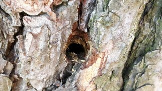 Сосны с просверленными отверстиями нашли рядом с воронежским Северным лесом