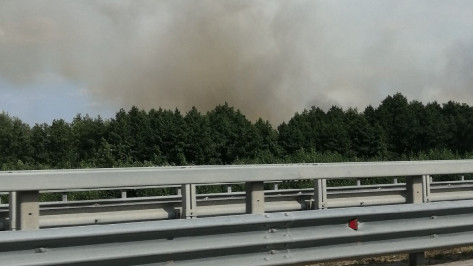 Ветер осложнил тушение лесного пожара на Кожевенном кордоне Воронежа