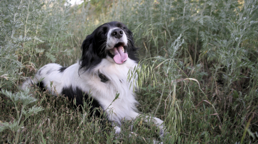 Жара до +34 градусов ожидается в Воронежской области