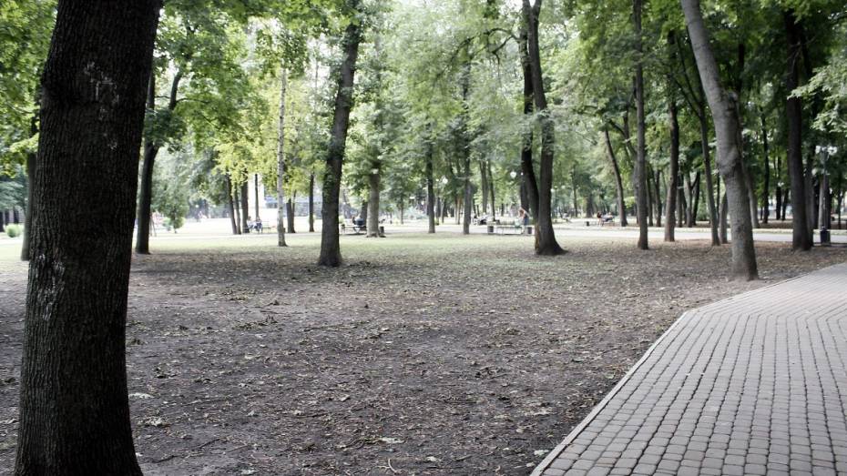 В Воронеже высадили 3 тыс деревьев весной 2017 года
