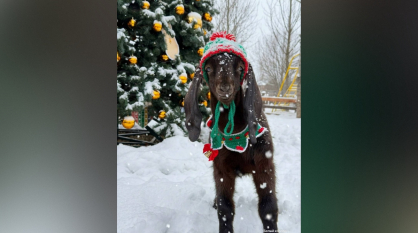 В Воронежской области в парке альпак появился забавный козлик Федя