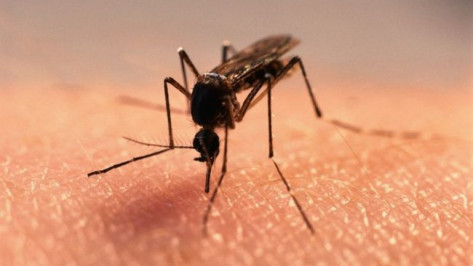 Воронежцев заели комары
