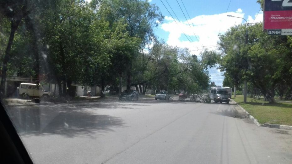 В Воронеже на улице Хользунова дерево упало на троллейбусные провода