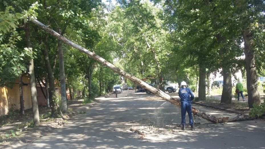 Спасатели получили от воронежцев 10 заявок об упавших деревьях за день