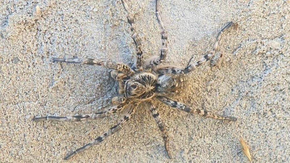 Под Воронежем в колодце обнаружили южнорусского тарантула