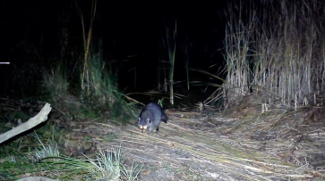 В Хоперском заповеднике Воронежской области поселился енот-полоскун: видео