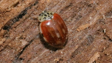 В Воронежском заповеднике нашли 2 редких жуков