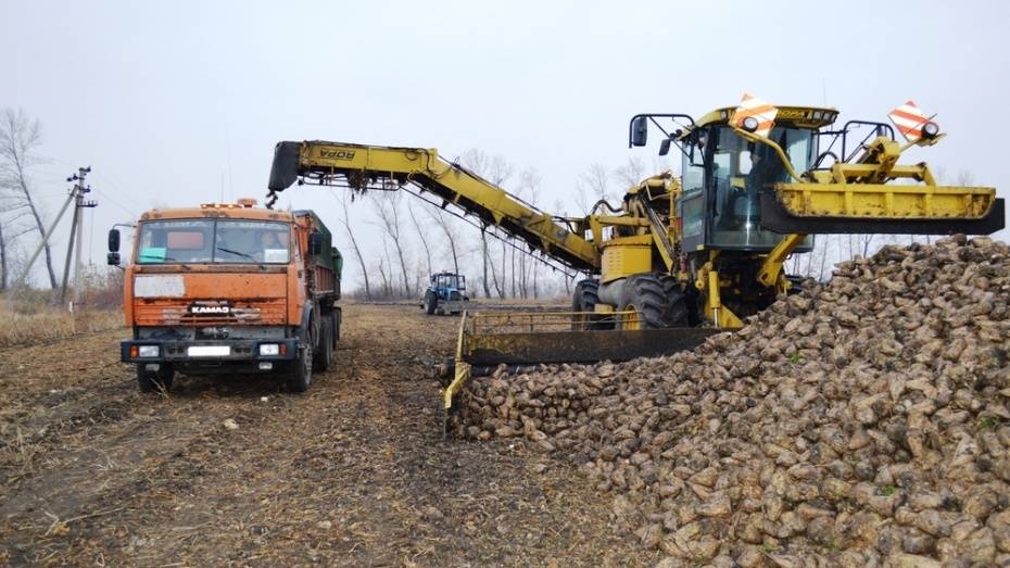 Воронежские аграрии собрали 5 млн тонн сахарной свеклы