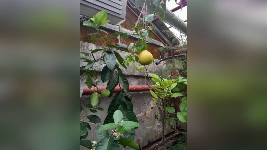 В Ботаническом саду Воронежа вырастили рекордный лимон весом 0,7 кг