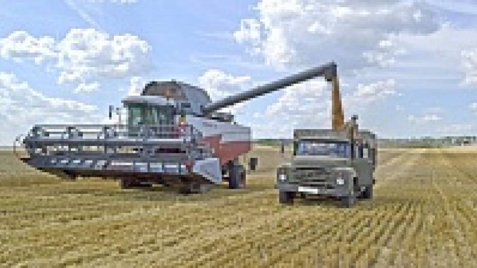 В Бутурлиновском районе аграрии собрали пшеницы больше, чем прогнозировали