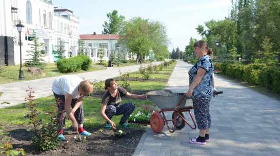В Павловске высадят 11 тыс цветов