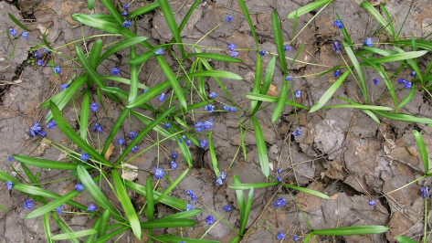 Экологи попросили жителей Воронежской области воздержаться от сбора и покупки первоцветов