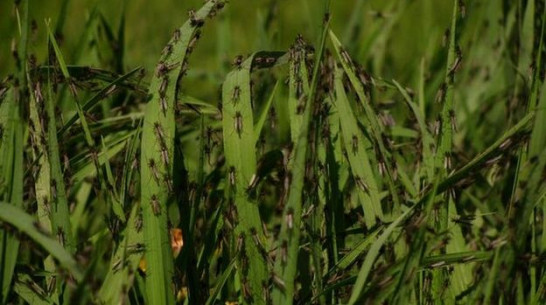 Богучарский район атакуют комары