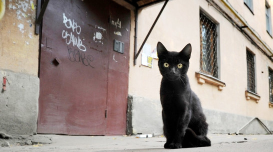 Воронежские антимонопольщики обвинили управляющие компании в «домофонном» сговоре