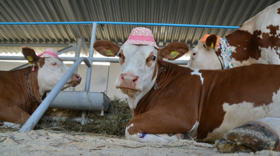 Воронежская область вышла в лидеры ЦФО по производству молока 