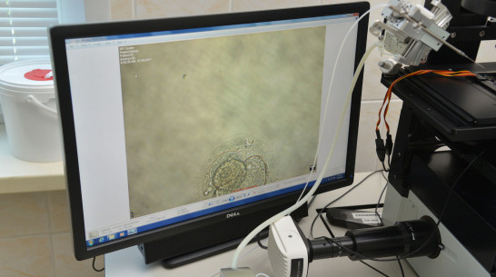 В Воронежской области увеличили количество тестирований на коронавирус