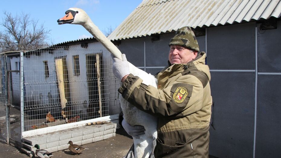 Житель Новохоперского района спас раненого лебедя