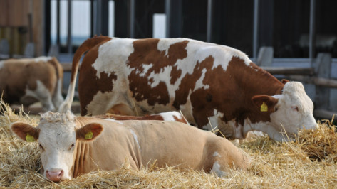 Воронежская область профинансирует часть проекта молочного производства РФ и Израиля