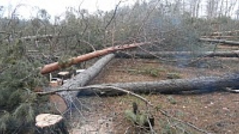 В Воронеже на улице Антонова-Овсеенко незаконно вырубили 512 деревьев