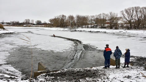 В Воронежской области из-за осушения прудов массово погибла рыба