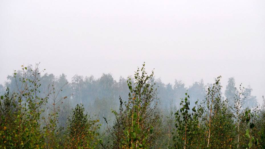 Воронежцы сообщили о пожаре в лесу возле микрорайона Отрожка