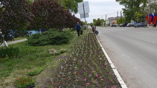 В поселке Подгоренский высадят 26 тыс цветов