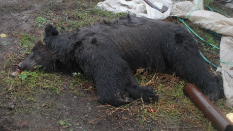 Ветеринары: «Напавший на пенсионера под Воронежем медведь не был бешеным»