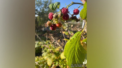 В Воронеже в начале октября начала плодоносить малина