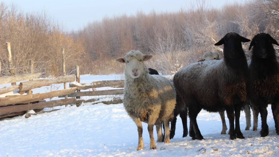 В Ольховатском районе волк загрыз овцу местного жителя