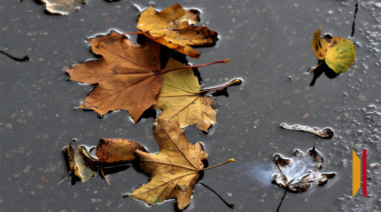 Воронежцев ожидает дождливая рабочая неделя