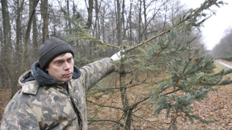 Воронежцев зовут охранять елки перед Новым годом