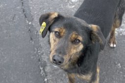 Жители воронежского ЖК создали петицию об их защите от бродячих собак
