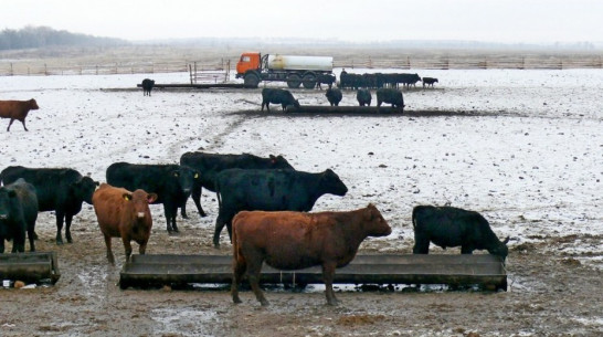 Компания «Талекс» свернет животноводческий проект в Воронежской области 