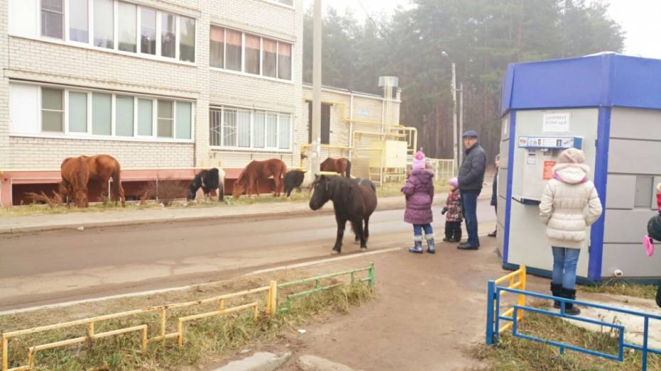 Очевидцы: от выпившего хозяина под Воронежем сбежал табун лошадей